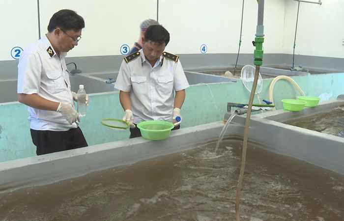 Tăng cường kiểm tra Tôm giống nhập tỉnh (16-04-2024)